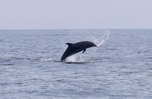 Muscat Dolphin Watching and Coastal Sightseeing