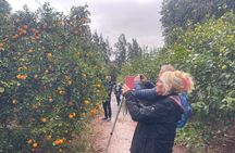 Tour to Taroudant and the Oasis DE Tiout Check-out from Agadir