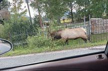 Rocky Mountain National Park Car Tour from Estes Park