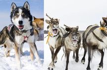 Ultimate Combo! Husky Safari & Reindeer Sleigh Ride