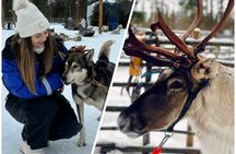 Ultimate Combo! Husky Safari & Reindeer Sleigh Ride