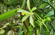  Guided tour of the island of Tahaa with Revanui Excursions