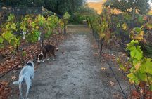 Valle de Guadalupe Adults Only Tour