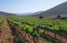 Valle de Guadalupe Adults Only Tour