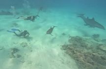 El Gouna Lagoon, Diving with Dolphin, Snorkeling & Lunch