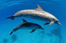 El Gouna Lagoon, Diving with Dolphin, Snorkeling & Lunch