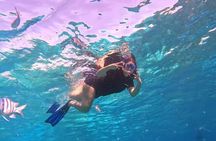 El Gouna Lagoon, Diving with Dolphin, Snorkeling & Lunch