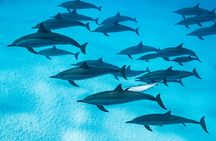 Shaab Samadai, Snorkeling Adventure & Coral Reef at Marsa Alam