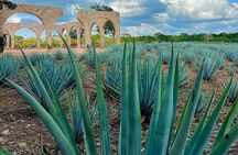 Chichen Itza, Cenote, Tequila and Valladolid Tour from Cancun