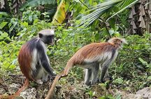 Private Full Day Jozani Forest Kuza cave Paje Beach The Rock 