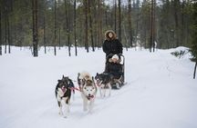 Experience Husky Safari from Rovaniemi 