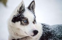 Experience Husky Safari from Rovaniemi 