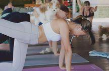 Puppy Yoga in Bali Ubud №1 Thing to Do in Bali