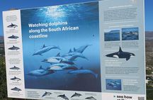 Private Boulder Beach Penguins and Table Mountain Half-Day Tour