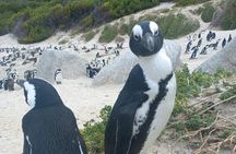 Private Boulder Beach Penguins and Table Mountain Half-Day Tour