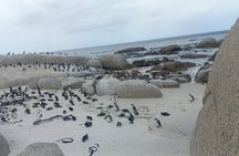 Private Boulder Beach Penguins and Table Mountain Half-Day Tour