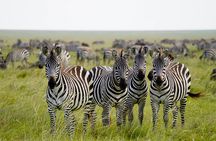  Explore Tanzania on a 5-Day Private Adventure
