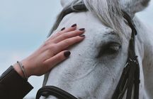 Desert Horse Riding Tour With Transfers From Doha