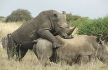 Nairobi park 4x4 Landcruiser, Elephant & Giraffe Centre