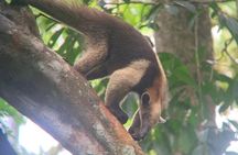 The Panama City: Hike & Sights Private Tour