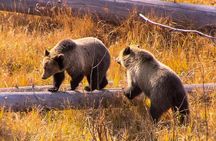 Private Tour of Yellowstone Lower Loop