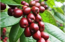 Big Island Hands on Coffee Farm Tour