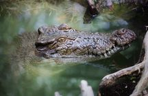 Cairns: Daintree & Cape Tribulation 2-Day Tour with Options