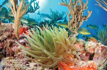 Ziplines Snorkeling and Cavern Adventure in Riviera Maya