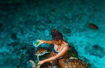 Explore Zanzibar with Jozani Red Colobus Monkey and Turtle Swim