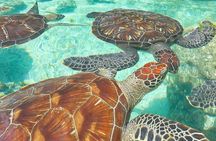 Explore Zanzibar with Jozani Red Colobus Monkey and Turtle Swim