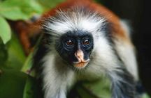Explore Zanzibar with Jozani Red Colobus Monkey and Turtle Swim