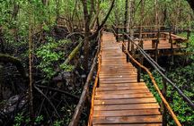 Explore Zanzibar with Jozani Red Colobus Monkey and Turtle Swim