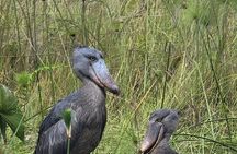 Shoebill Tours and Bird Watching at Mabamba Swamp Uganda