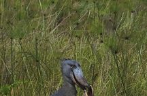 Shoebill Tours and Bird Watching at Mabamba Swamp Uganda
