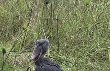 Shoebill Tours and Bird Watching at Mabamba Swamp Uganda