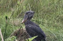 Shoebill Tours and Bird Watching at Mabamba Swamp Uganda
