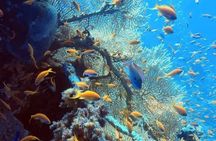 Hurghada Diving for Certified Diver with Lunch Drinks Transfer