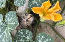 Private Cooking Class on the Path of the Lemons