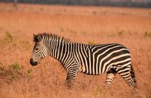 2 Days Mikumi Safari and Bush Walking with SGR Train Journey