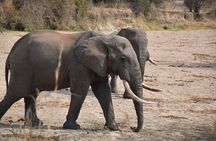 2 Days Mikumi Safari and Bush Walking with SGR Train Journey