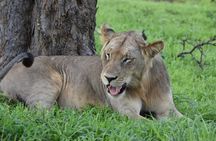 2 Days Mikumi Safari and Bush Walking with SGR Train Journey