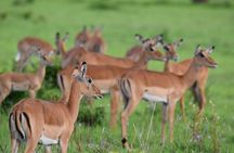 2 Days Mikumi Safari and Bush Walking with SGR Train Journey