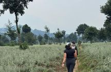 Mount Bisoke One-Day Hiking Adventure
