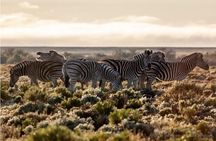 Aquila Safari Full Day Tour Spot the Big Five from Cape Town