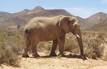 Aquila Safari Full Day Tour Spot the Big Five from Cape Town