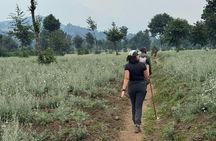 One day Golden Monkey Trekking in Volcanoes National Park