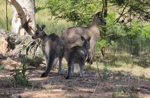 Blue Mountains Hidden Routes: Wild Kangaroos, Windsor & Falls