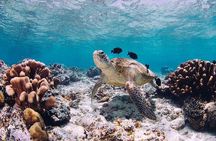 Abu Dabbab Turtle Watching & Snorkeling Adventure from Hurghada