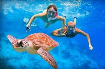 Abu Dabbab Turtle Watching & Snorkeling Adventure from Hurghada