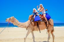 Camel Ride in Los Cabos with Buffet Food and Beer
